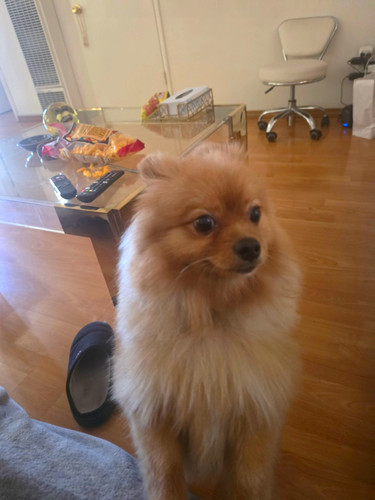 Beautiful female pomeranian - beautiful,
