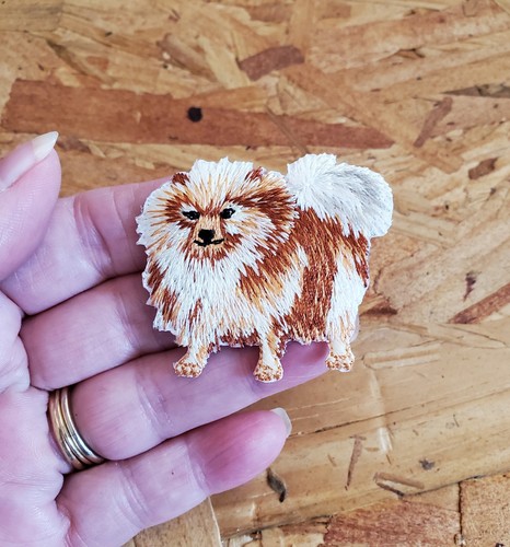 Dog puppy pomeranian - pomeranian, spitz