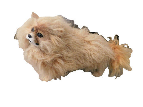 Realistic pomeranian furry - realistic,