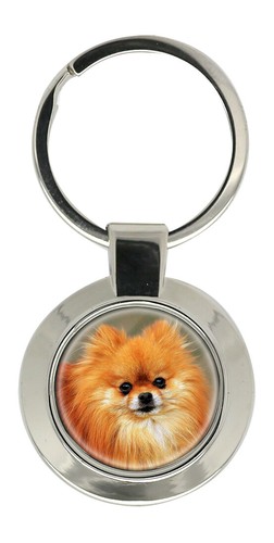 Pomeranian dog - pomeranian,